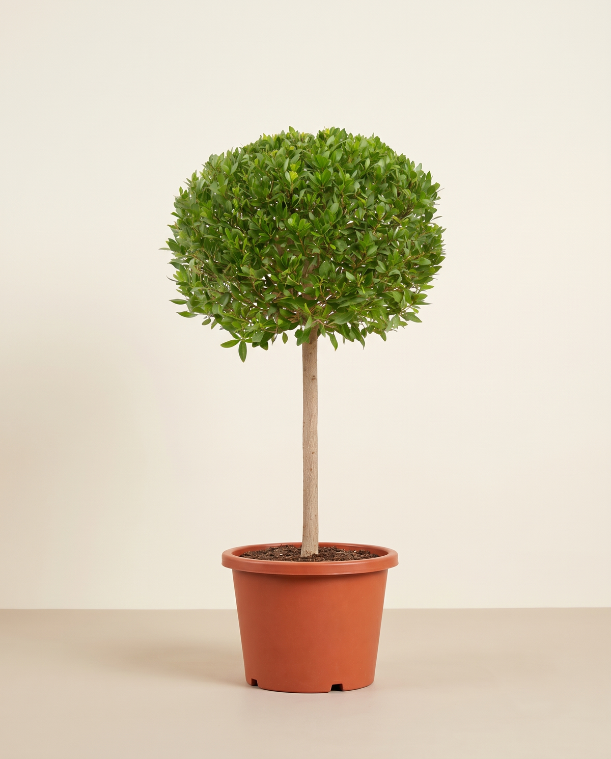 Conocarpus Ball Shape كونوكاربس (دامس)