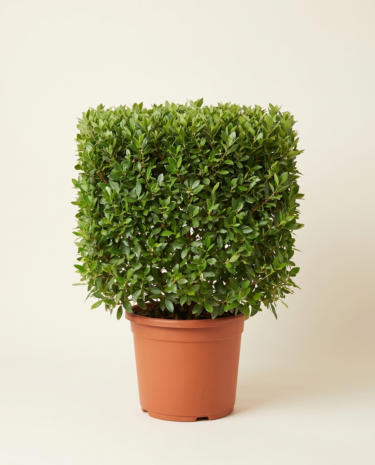Conocarpus square كونوكاربس (دامس)