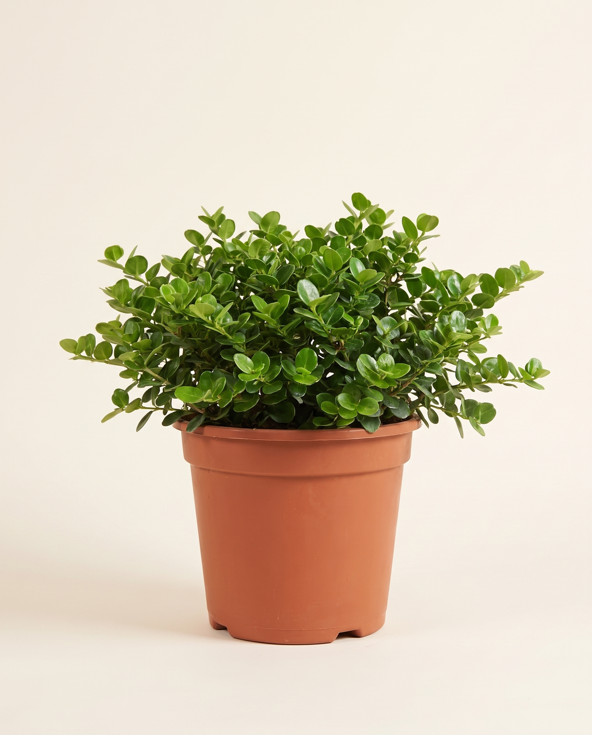 Carissa Macrocarpa كاريسا