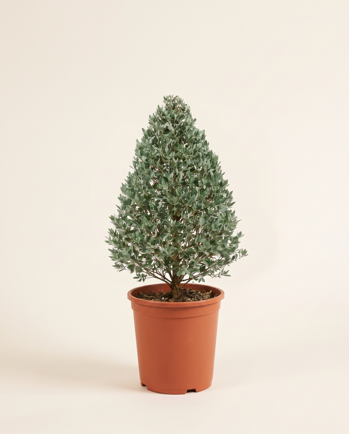 Conocarpus (Cypress Shape) كونوكاربس (دامس)