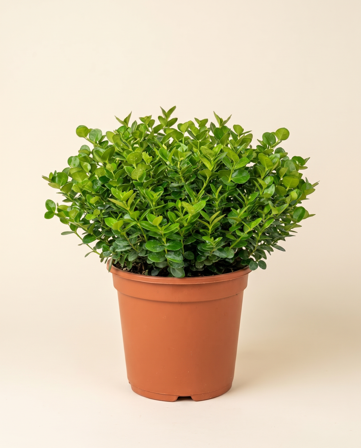 Carissa Grandiflora كاريسا