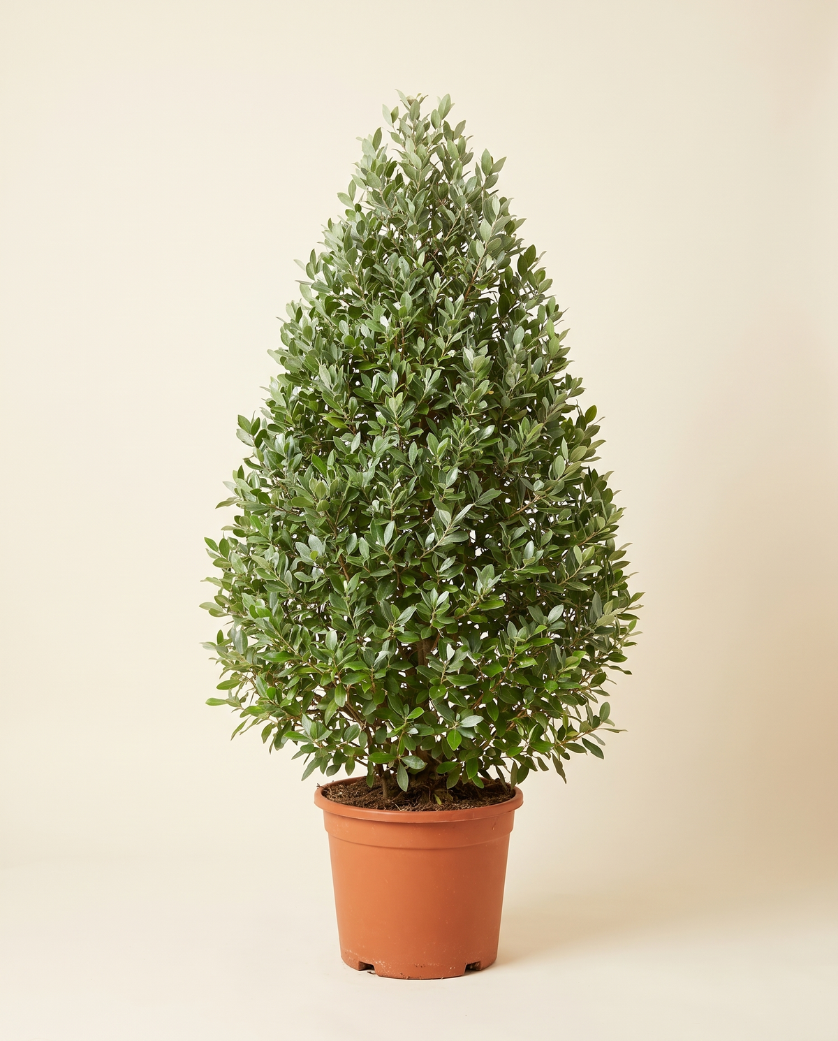Conocarpus (Pyramid) كونوكاربس (دامس)