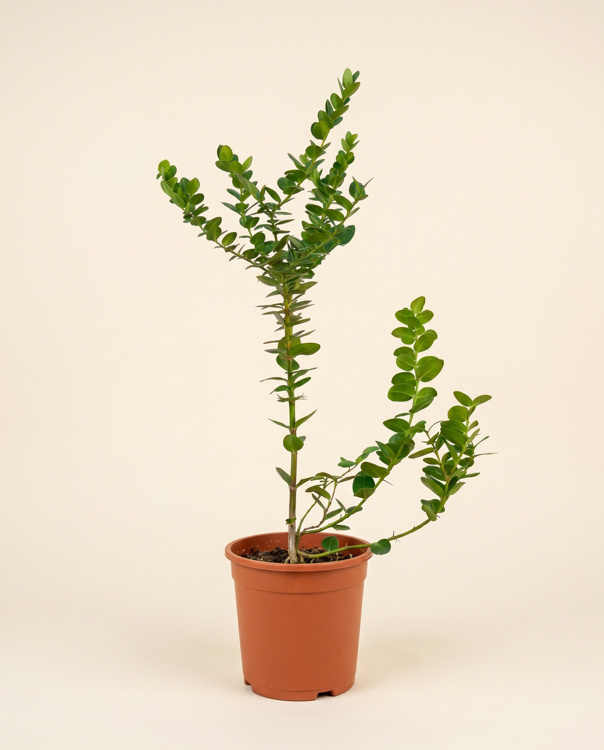 Carissa 14cm كاريسا