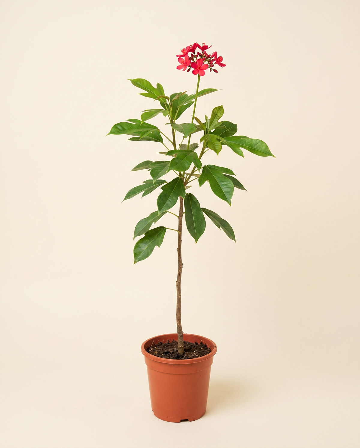 Jatropha small جاتروفا