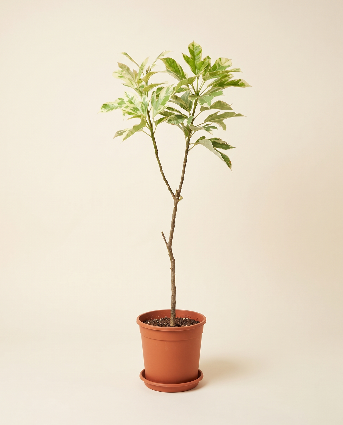 Jatropha With Plastic Pot جاتروفا