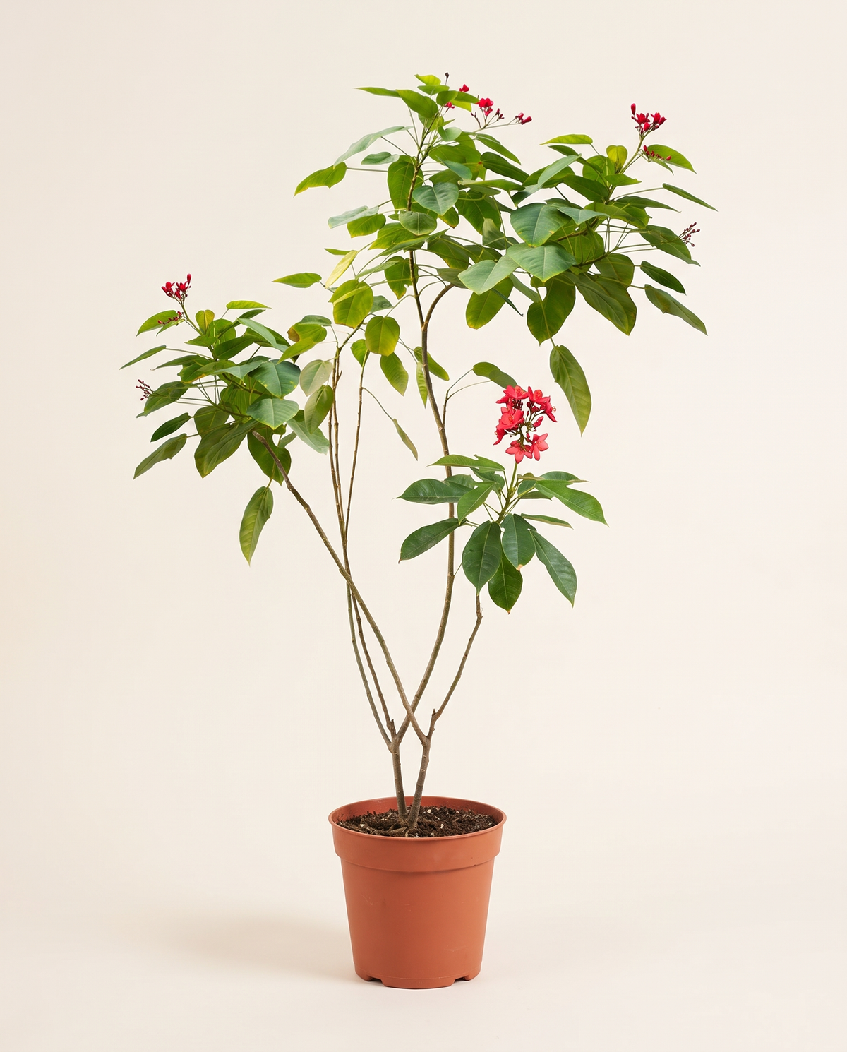 Jatropha 25cm جاتروفا