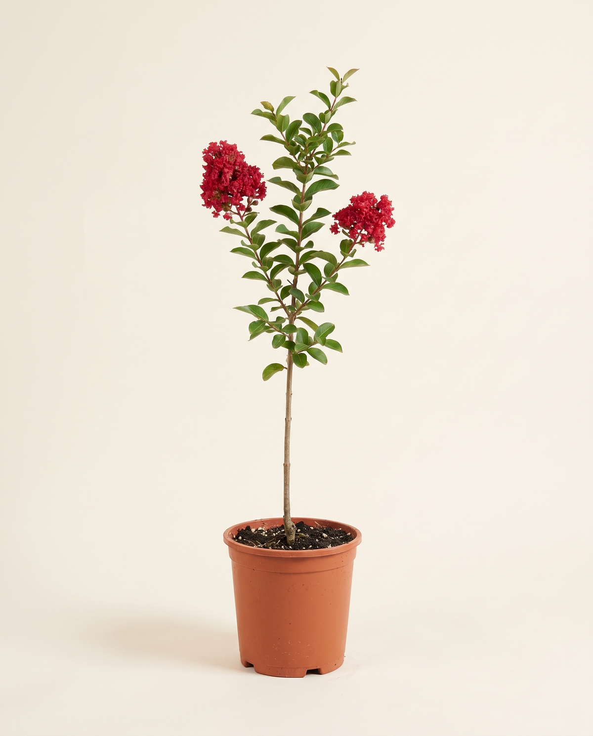 Lagerstroemia Indica (Red) 25cm لاجستروميا (تمر حنا)