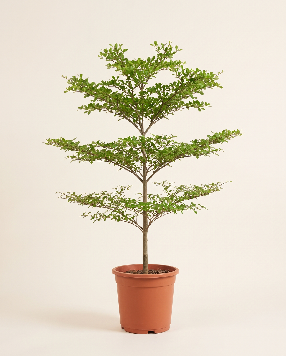 Terminalia ترمينيليا