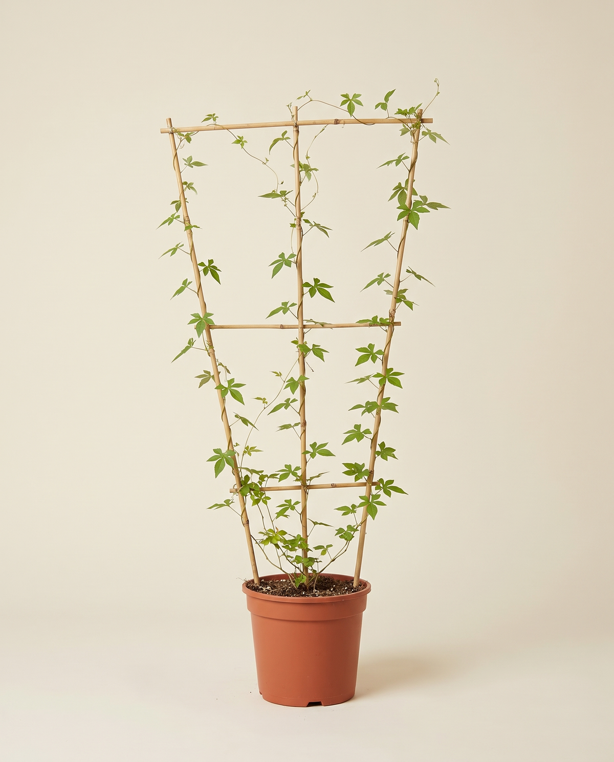 Ipomoea Cairica إيبوميا كايريكا