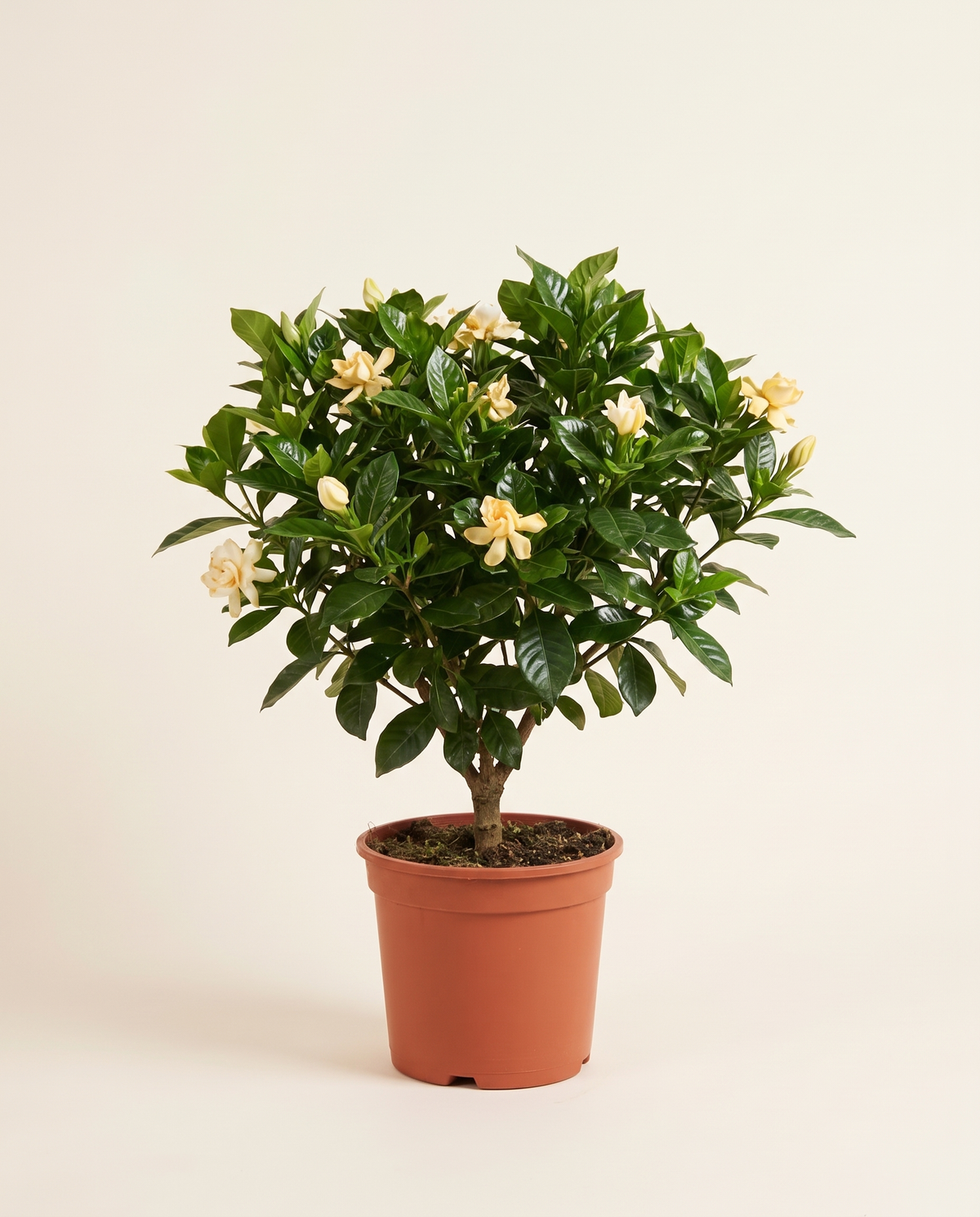 Gardenia جاردينيا