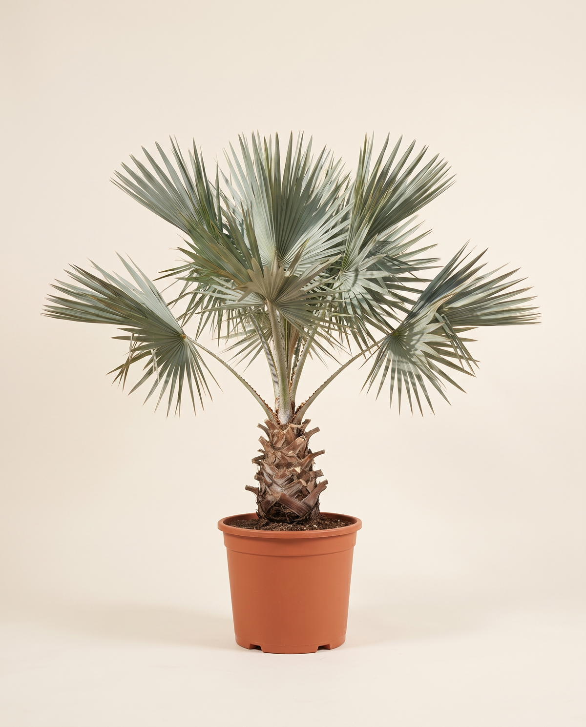 Bismarckia Palm نخيل بيسمارك