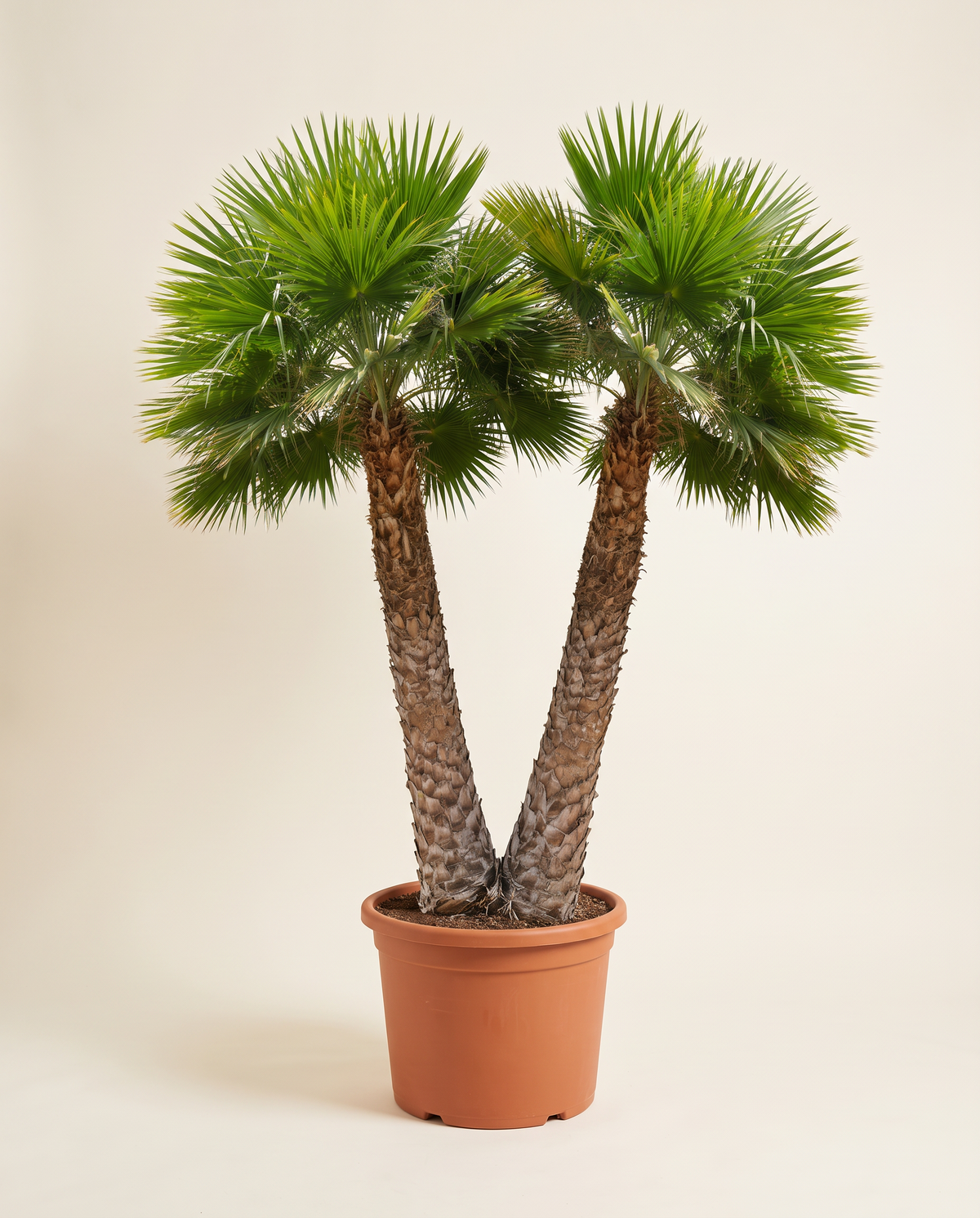 Copernicia Palm نخلة كوبيرنيسيا نخيل
