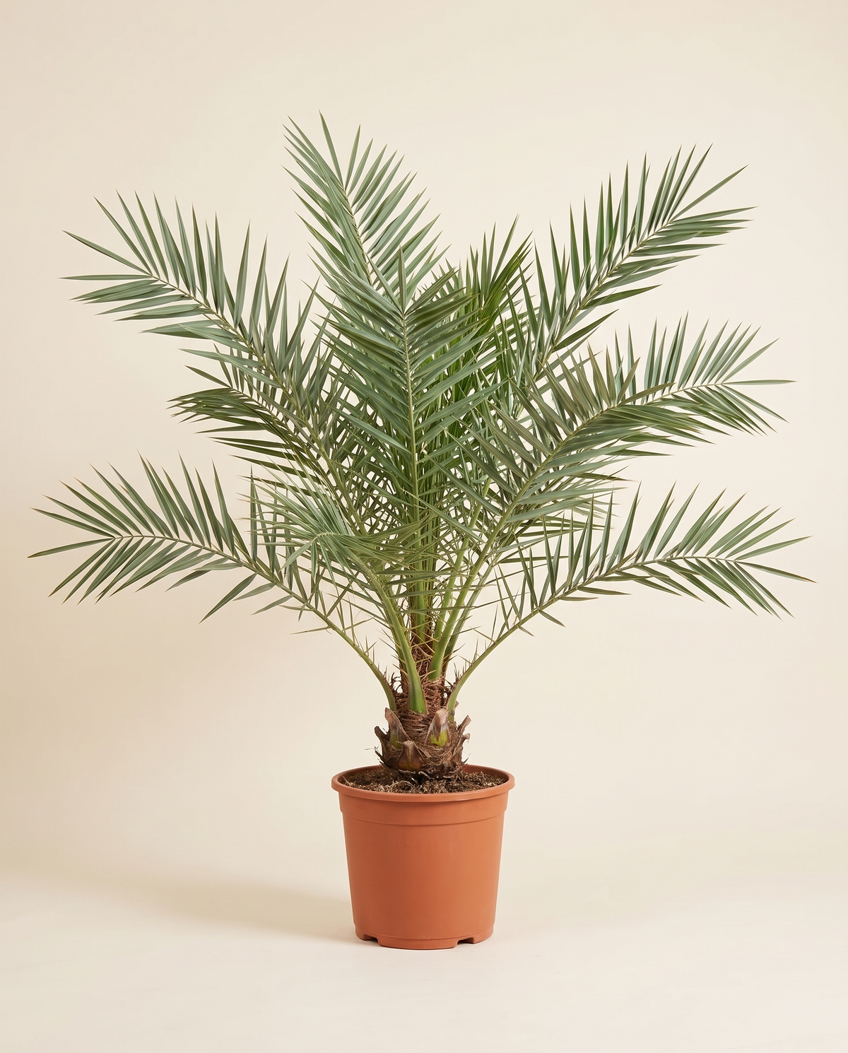 Barhi Date Palm, Potted نخلة برحي بالحوض