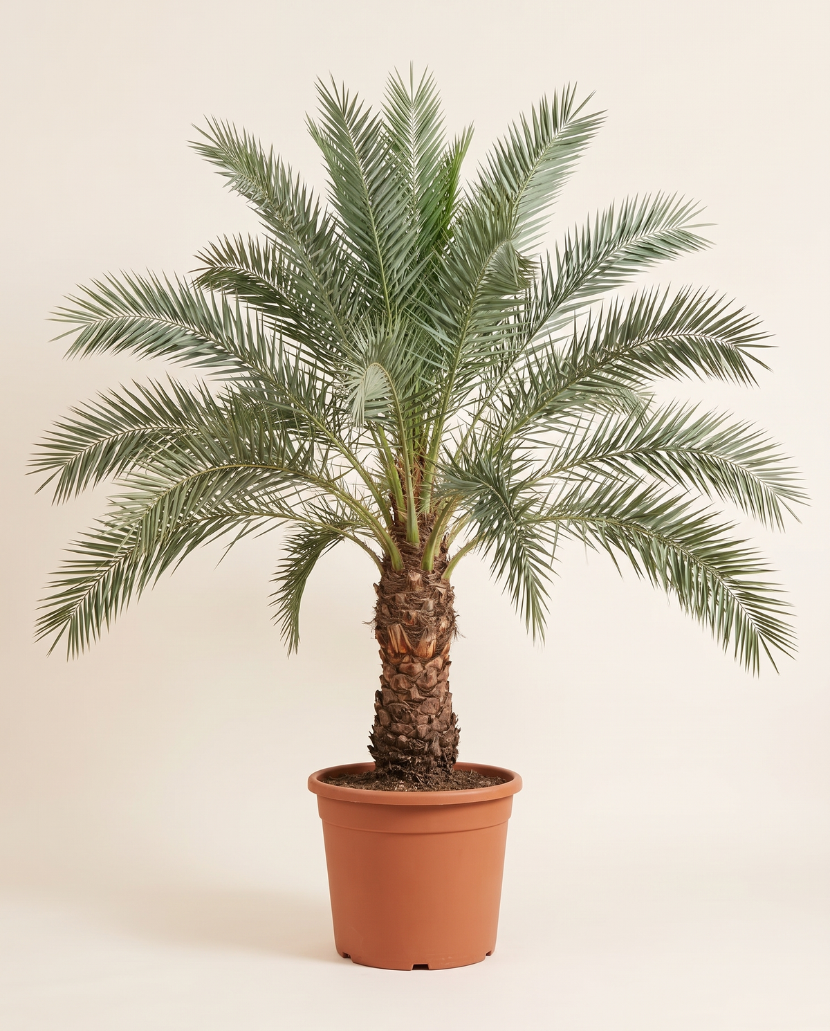 Braim Date Palm, Field Grown نخلة بريم حقلية