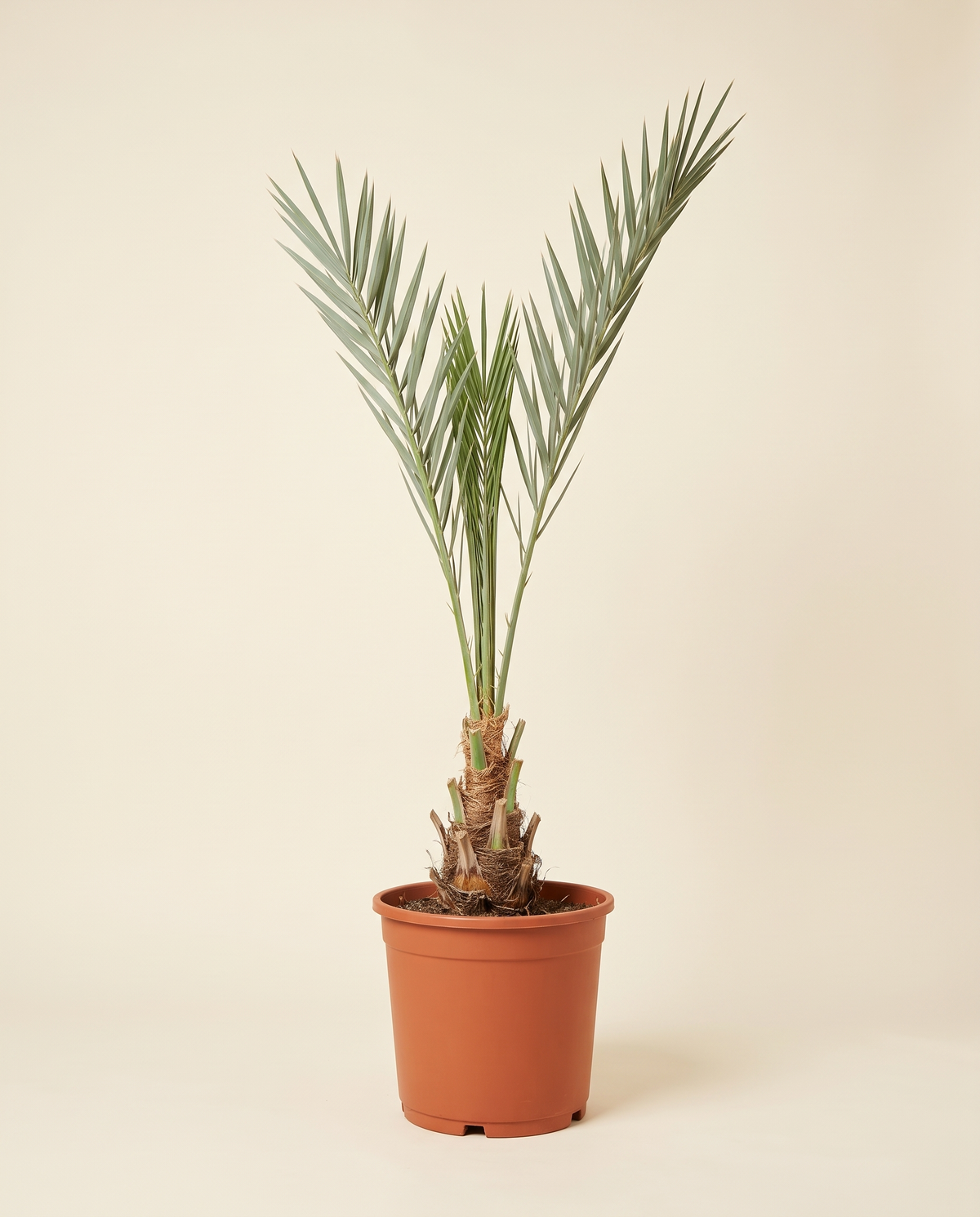 Berhi Palm 35cm نخيل