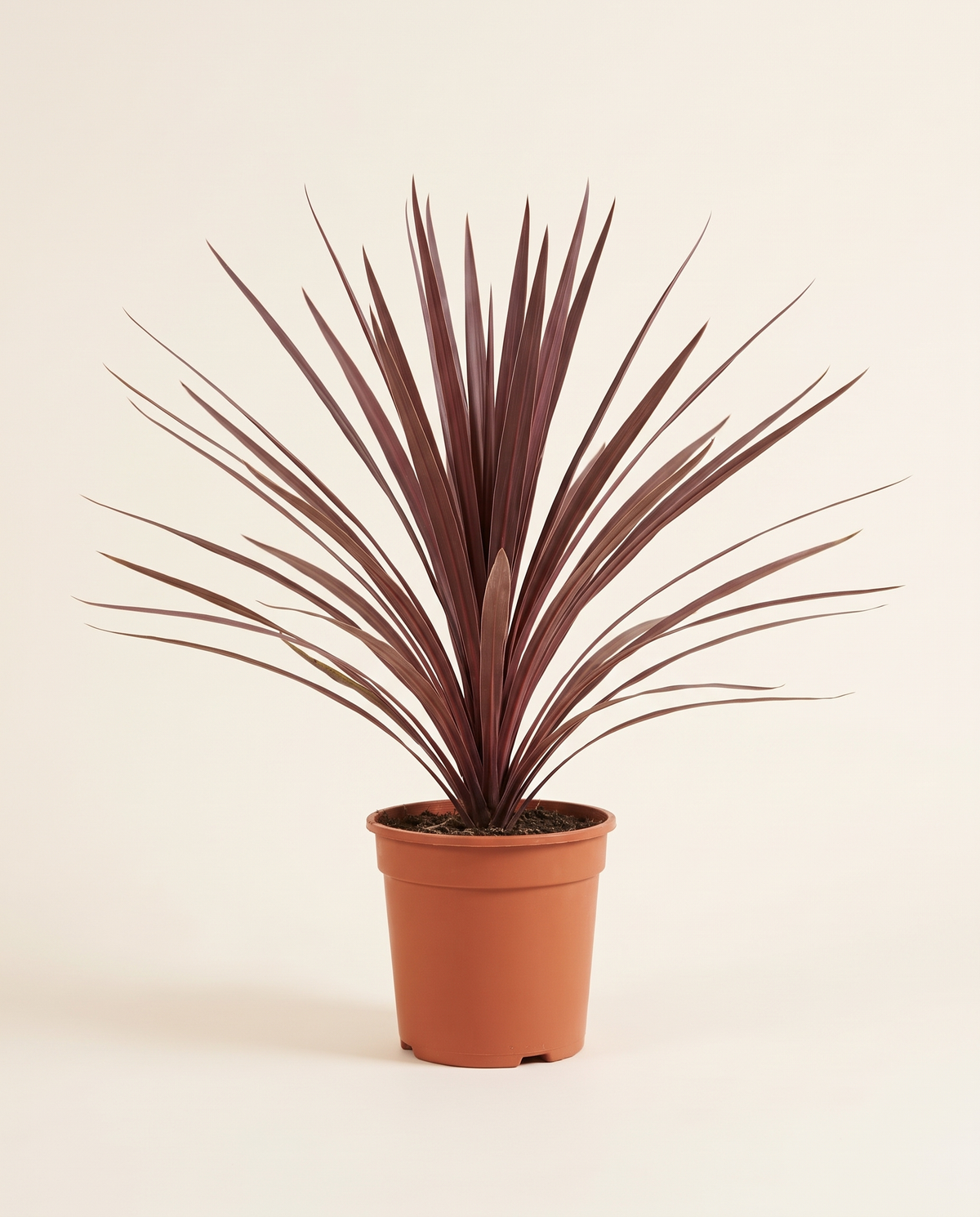 Cordyline Australis Red Star – 50cm (Cabbage Palm) نخيل