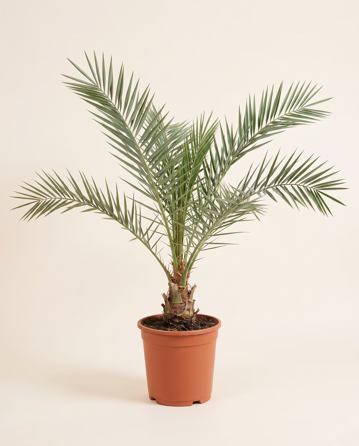 Hanna date tree نخلة التمر