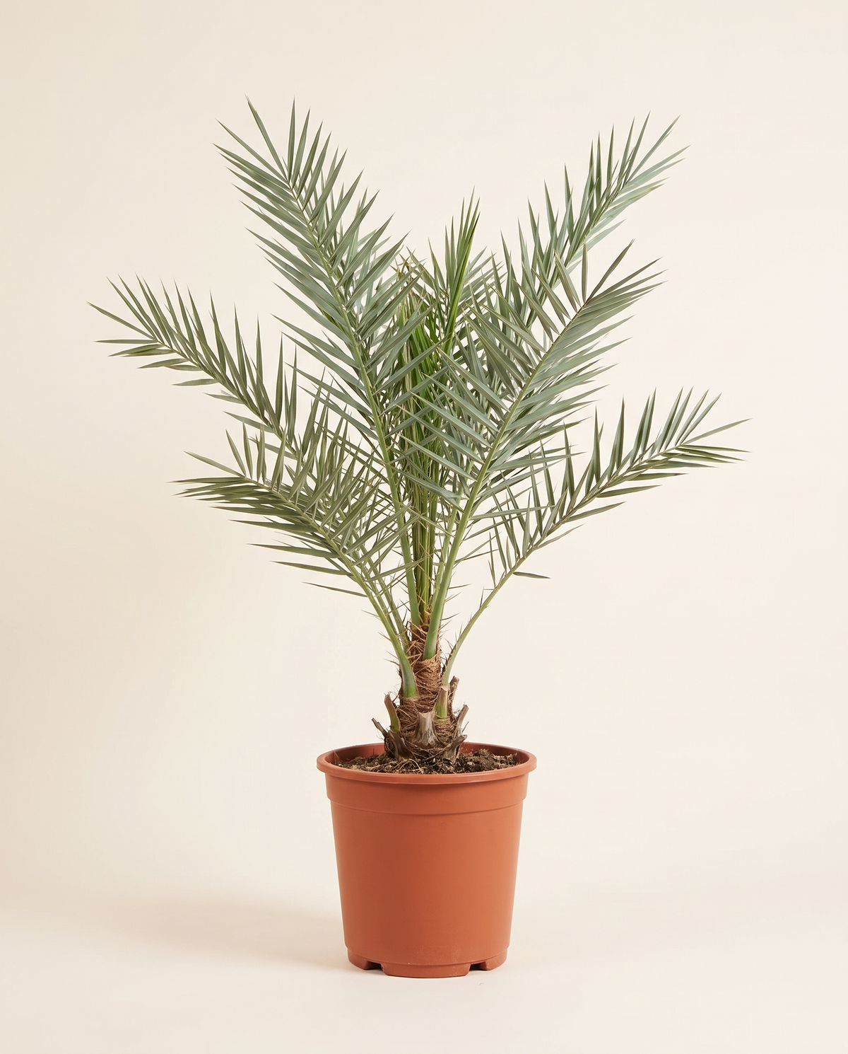 Barhi Date Palm Offshoot (Bagged) برحي – فروخ الأحواض
