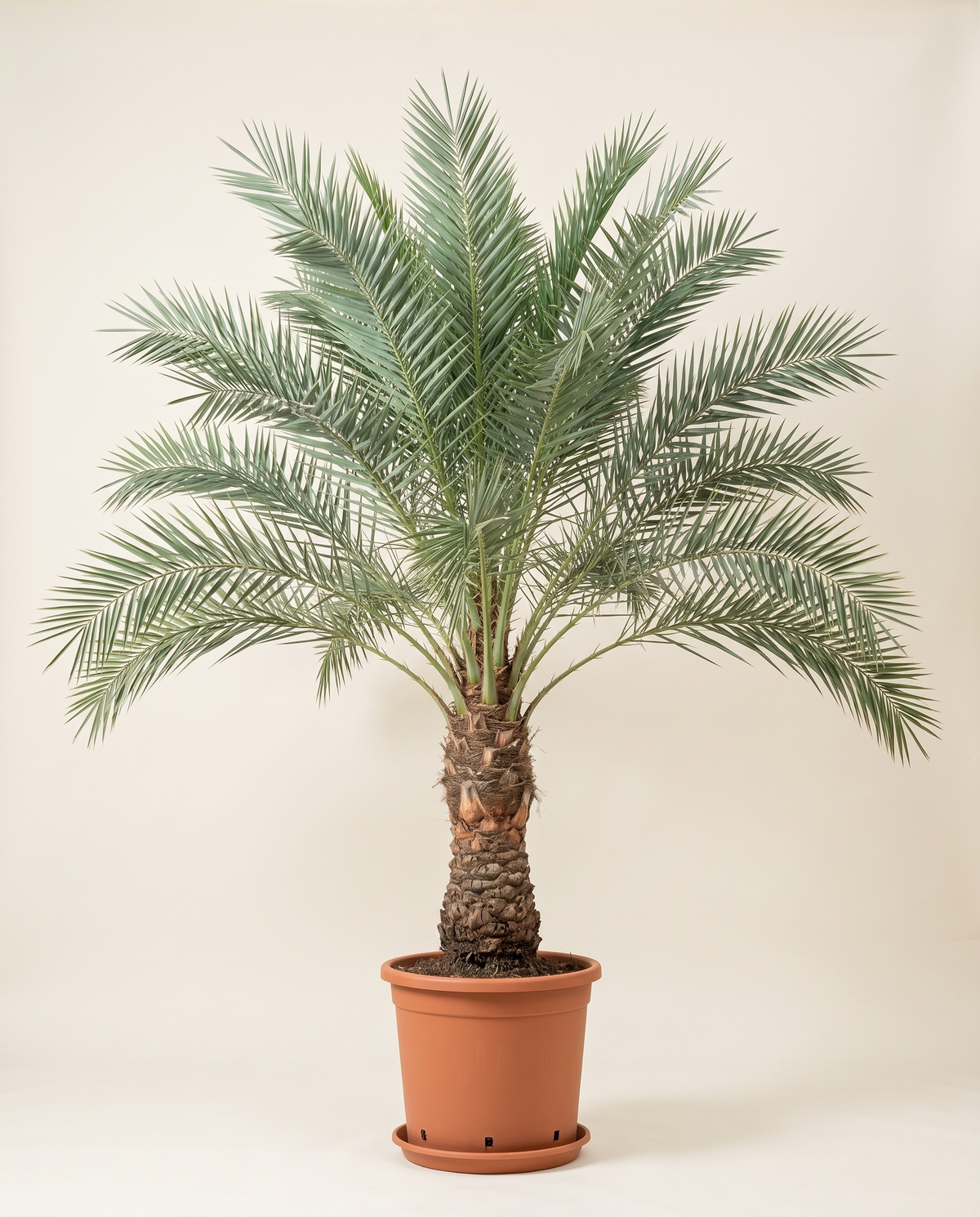 Khalas Date Palm, Field Grown نخلة خلاص حقلية