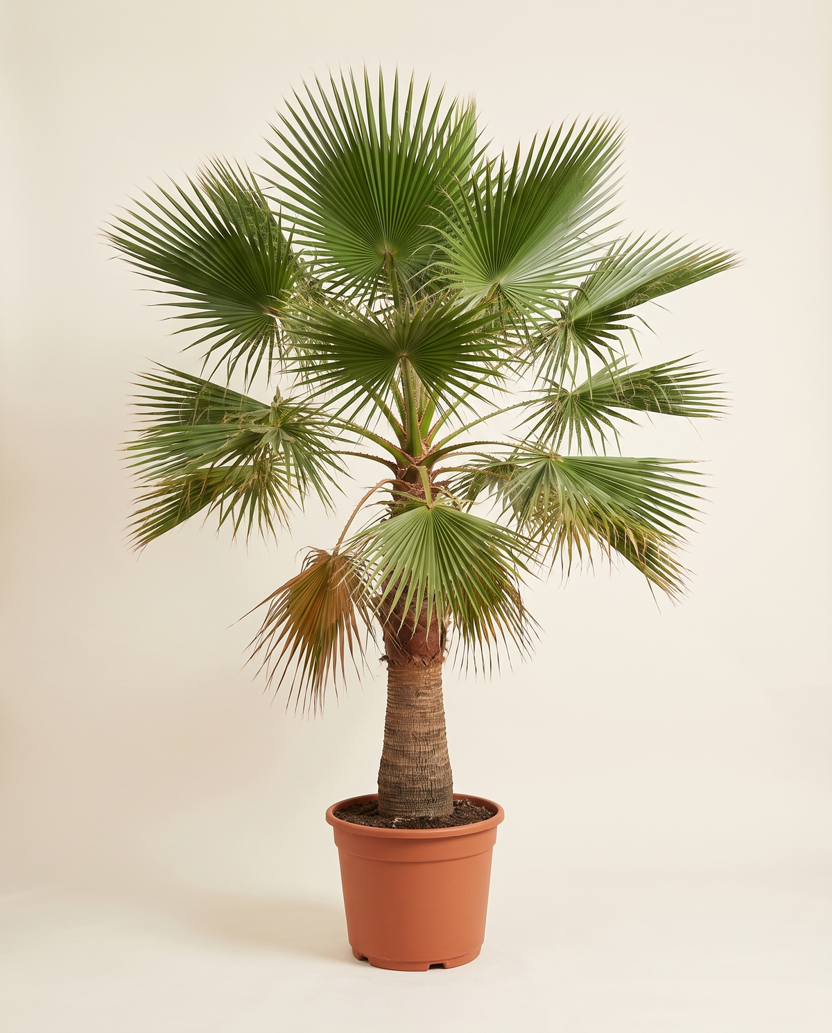 Livistona palm نخيل