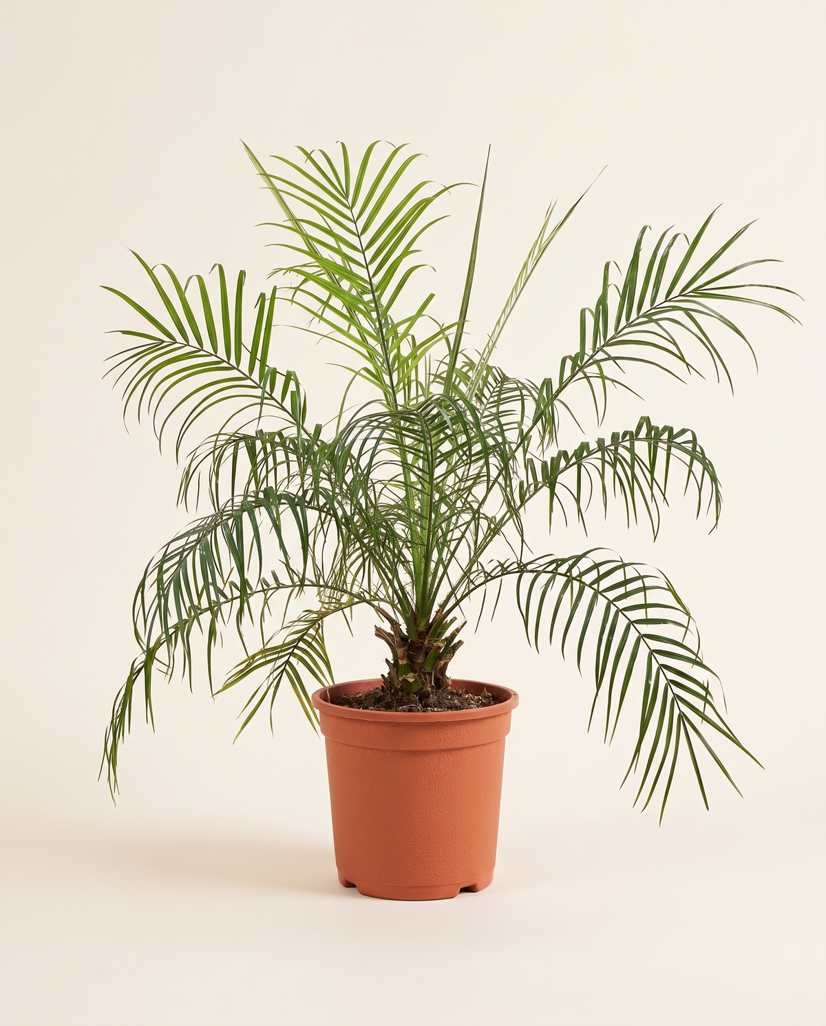 Pygmy Date Palm – 100 cm Height نخيل تمر