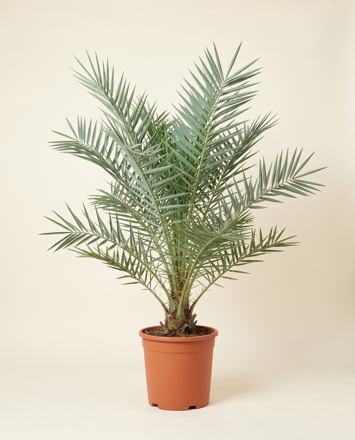 Khalas Date Palm, Potted نخلة خلاص بالحوض
