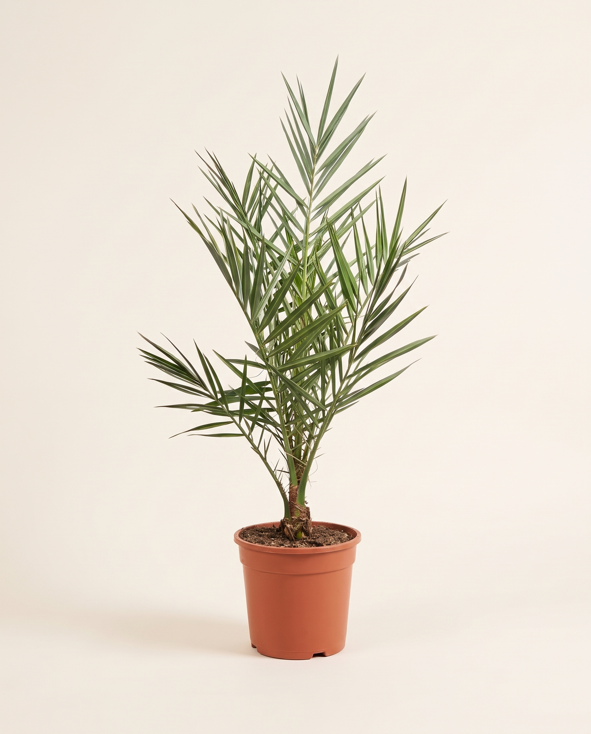 Medjool Date Palm, Potted نخلة مدجول بالحوض