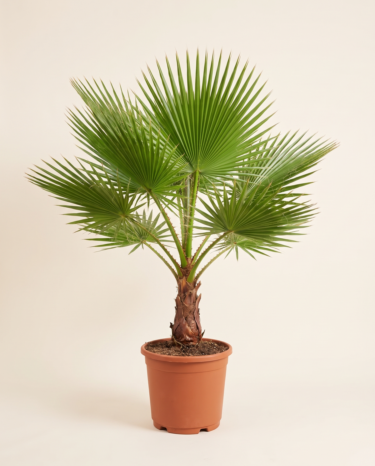 Washingtonia With Pot نخيل واشنطونيا