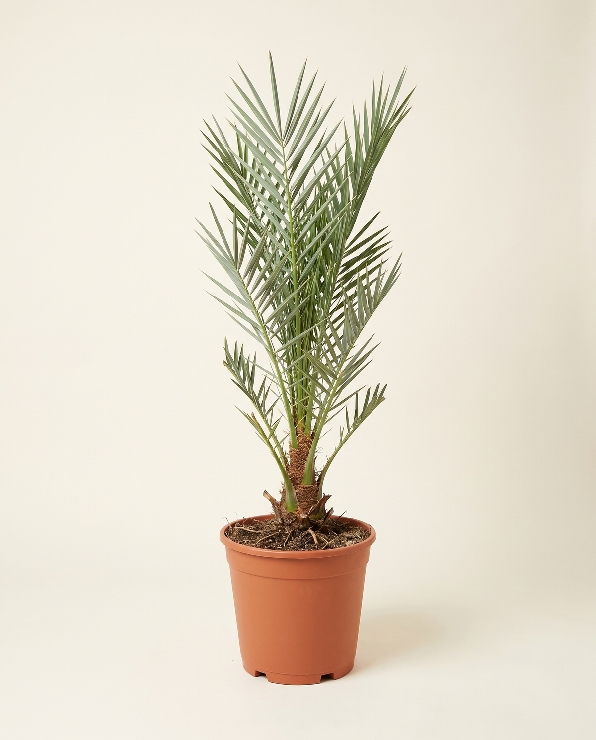 Medjool Date Palm Offshoot (From Mother Palm) مدجول – فرخ من الأم