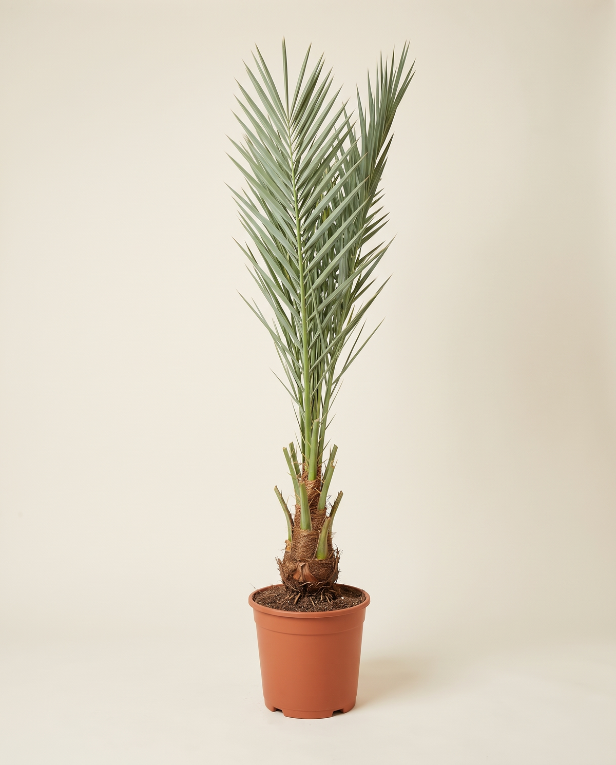 Khalas Date Palm Offshoot (From Mother Palm) خلاص – فرخ من الأم