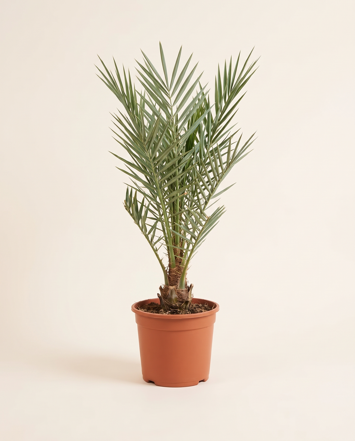 Nabut Saif Date Palm Offshoot (From Mother Palm) نبوت سيف – فرخ من الأم