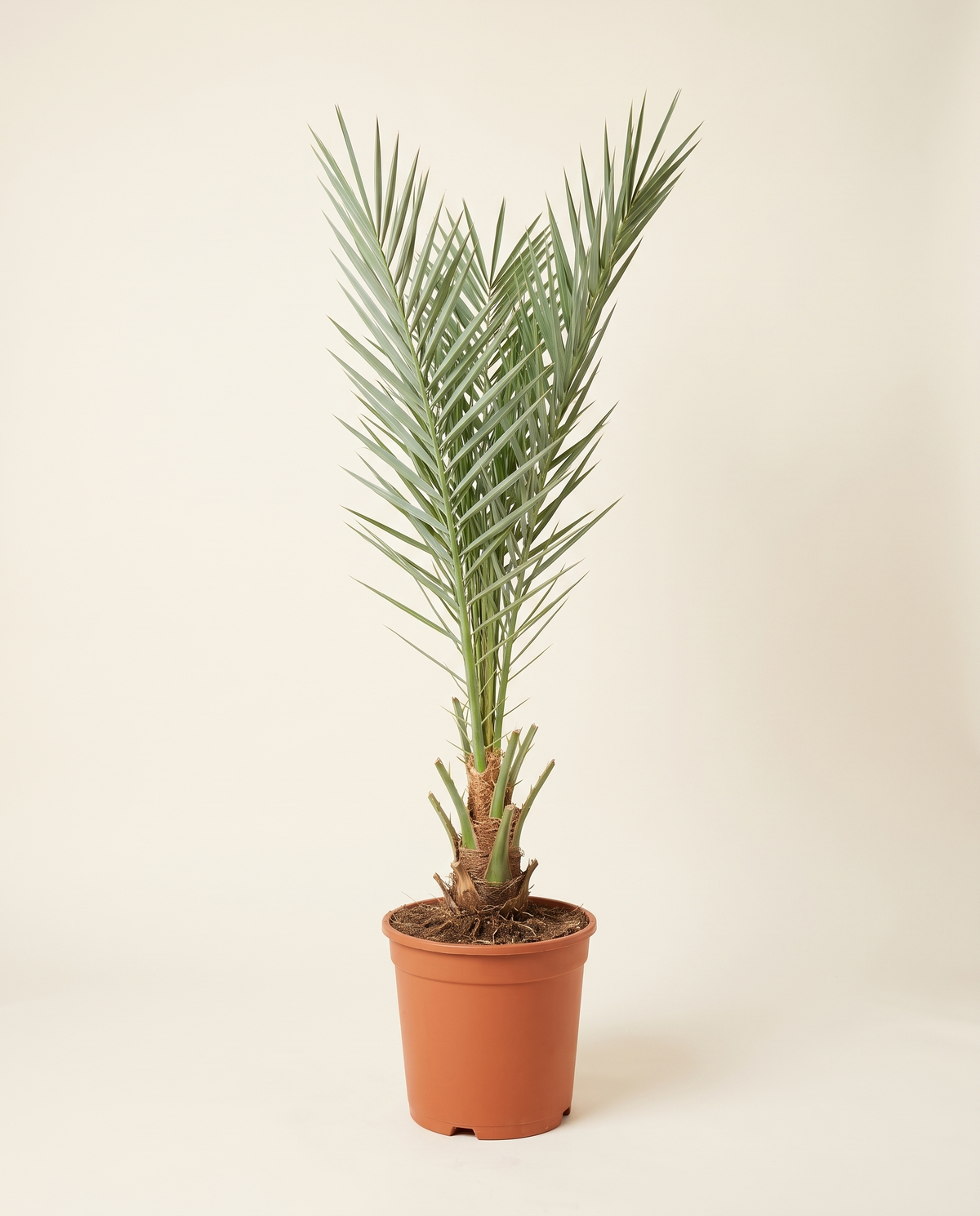 Barhi Date Palm Offshoot (From Mother Palm) برحي – فرخ من الأم