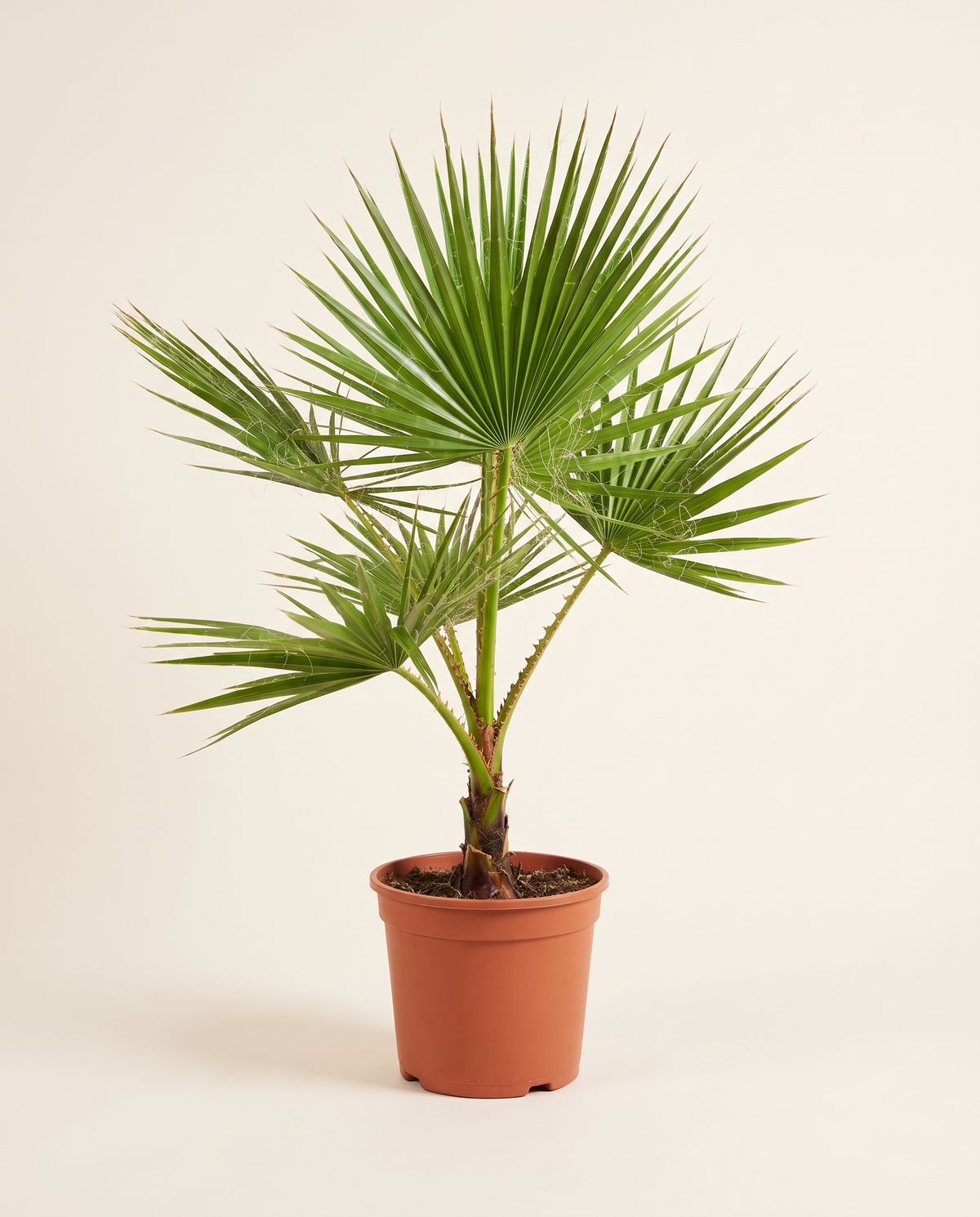Washingtonia With White Pot - Medium نخيل واشنطونيا