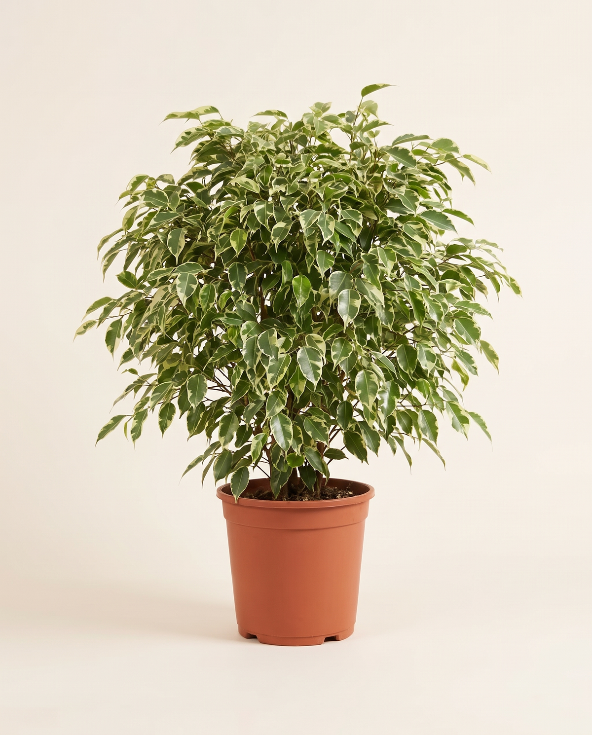 Ficus Hawaii 35cm فيكس