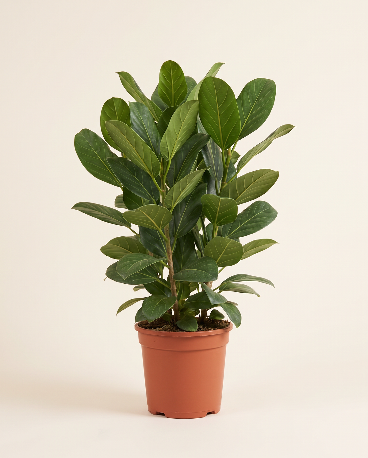 Ficus Benghalensis فيكس