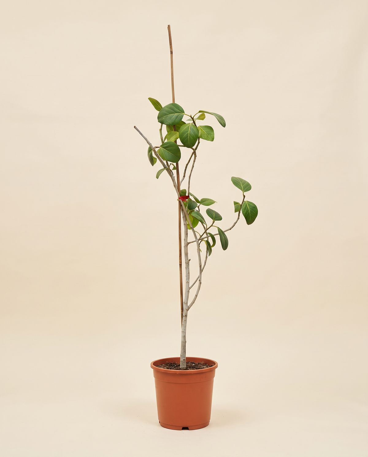 Ficus Benghalensis 25cm فيكس
