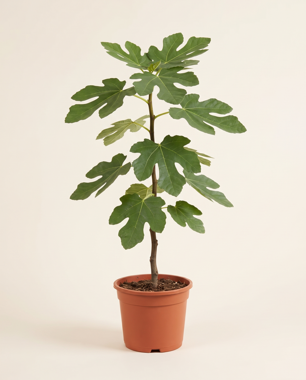 Barbary Fig 25cm تين