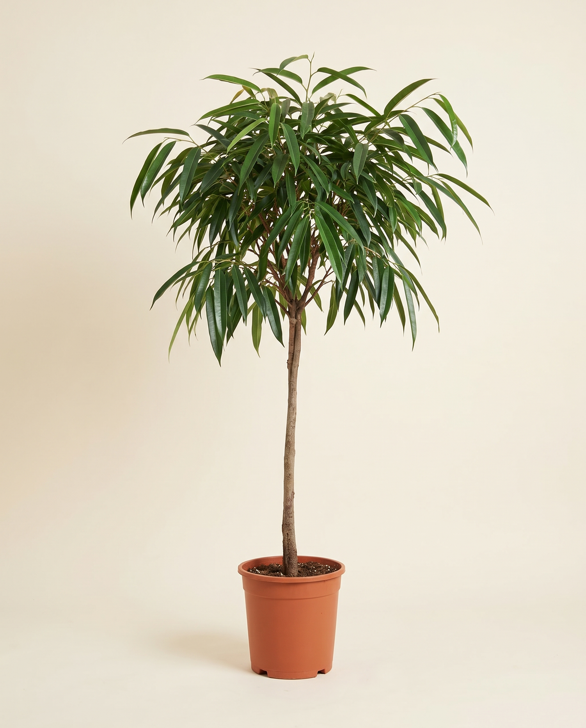 Ficus Aly 35 Cm فيكس