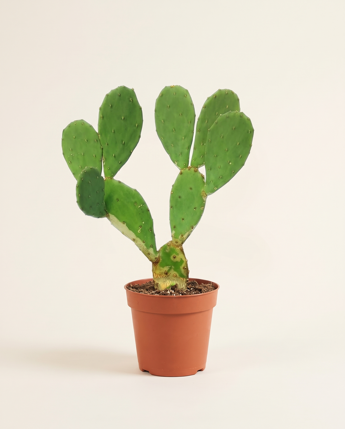 Opuntia Ficus-indica فيكس