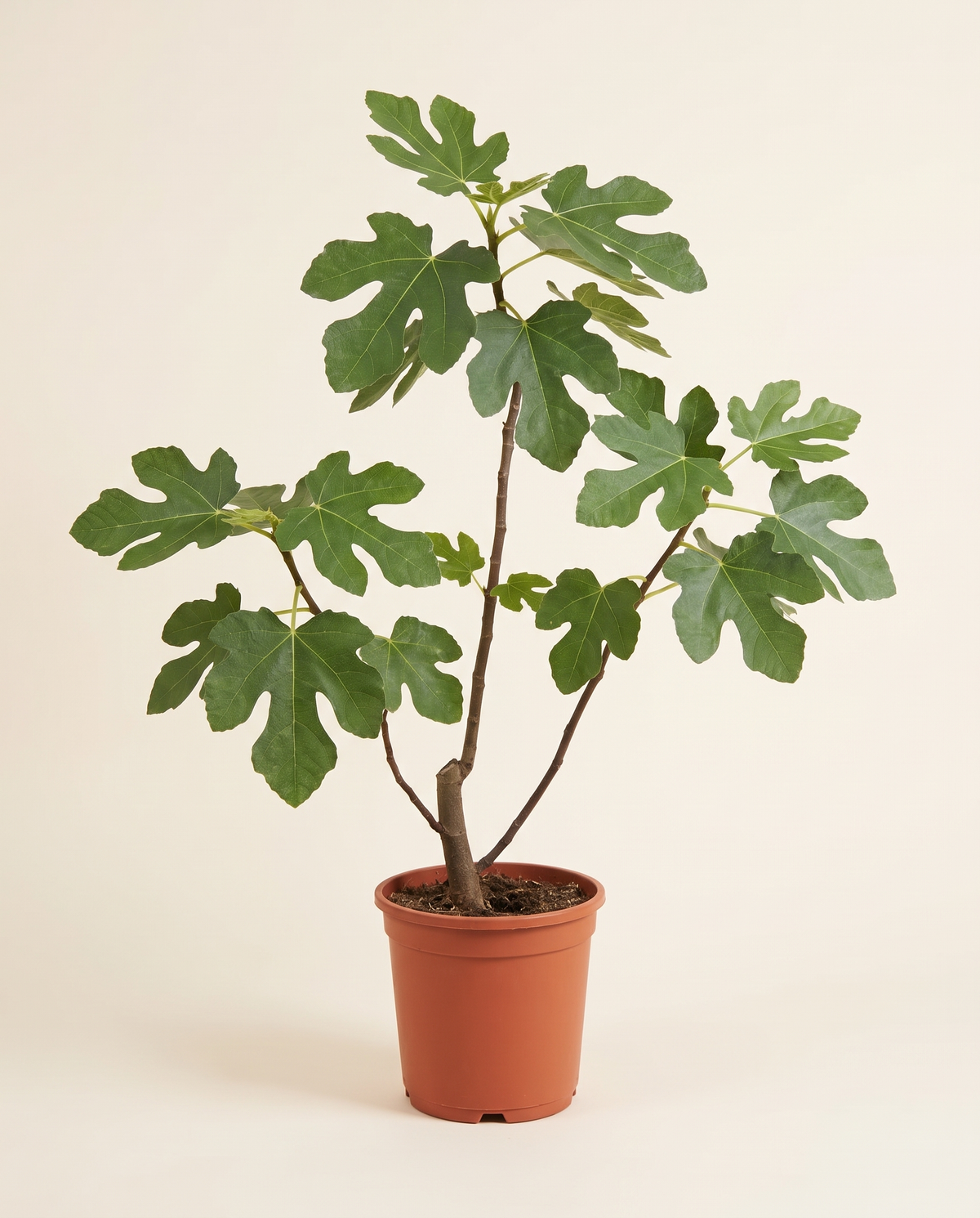 Fig Zafiro 25cm تين