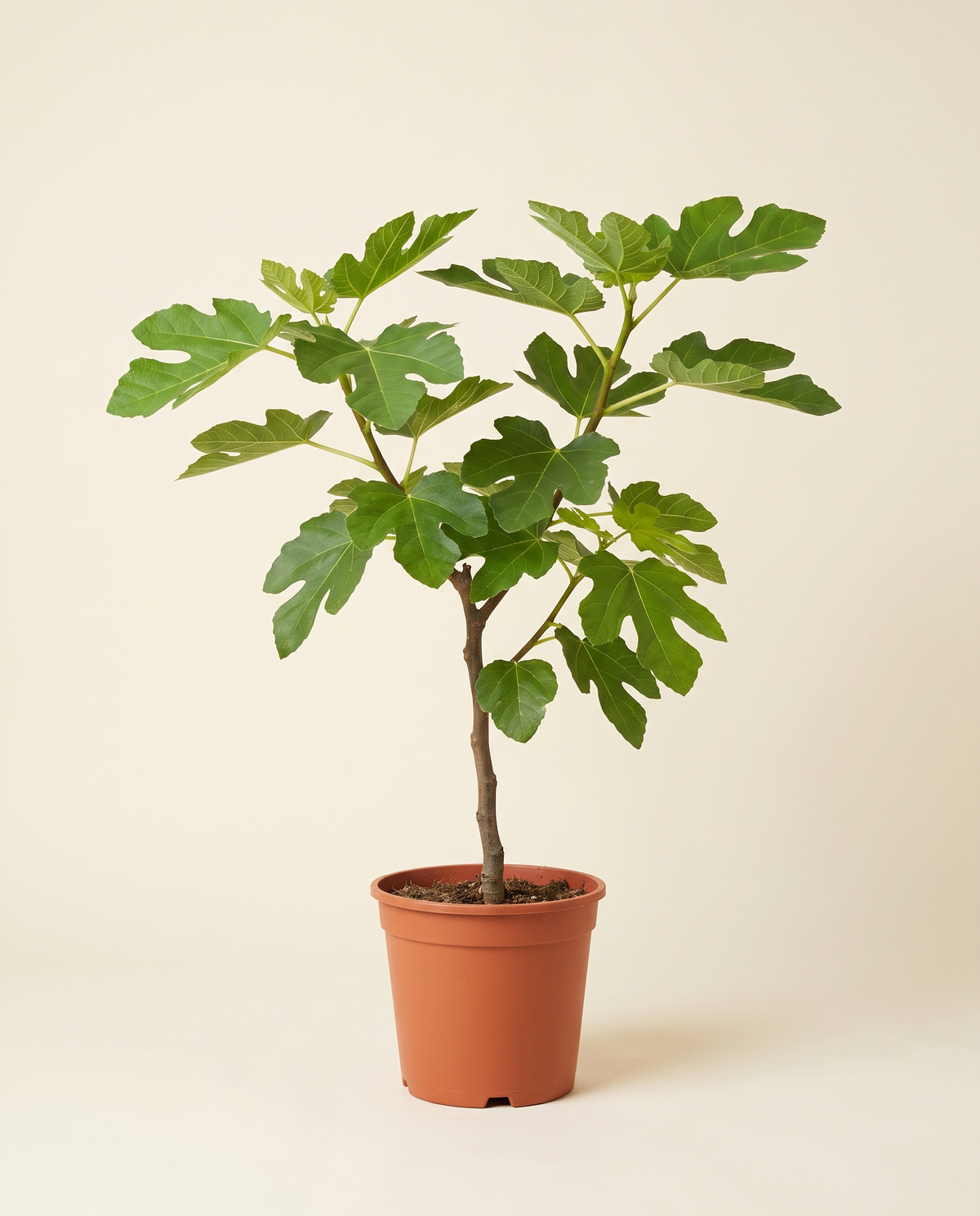 Fig 'Tadros' Tree تين تادرس