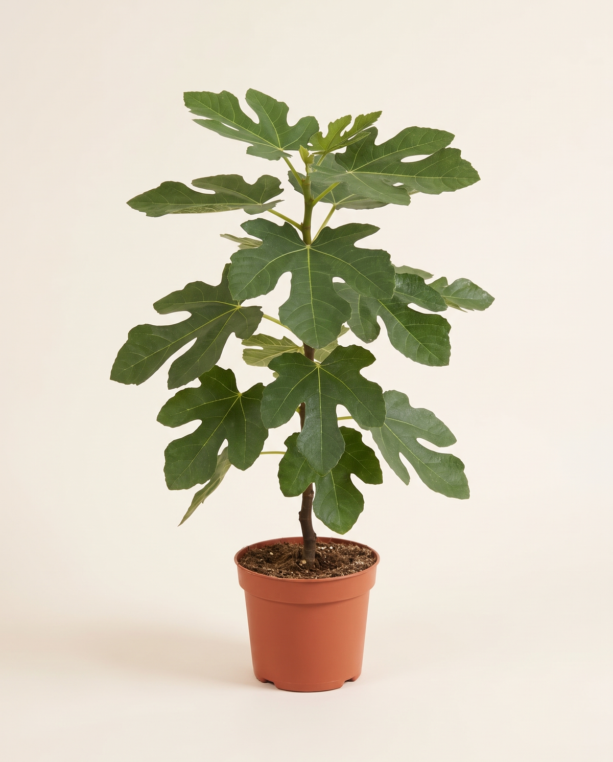 Fig Khudari تين
