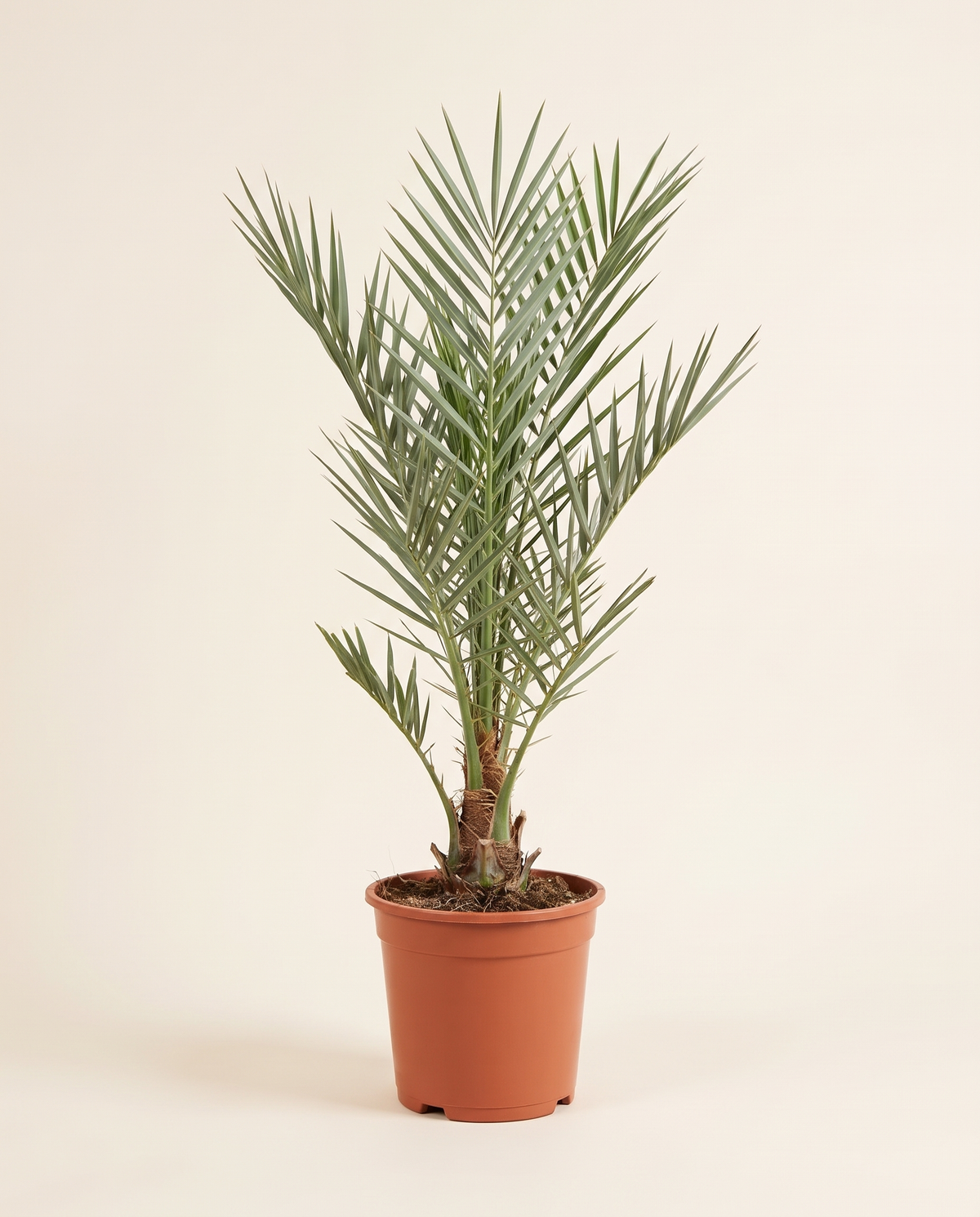 Sukkari Date Palm Offshoot (From Mother Palm) سكري – فرخ من الأم