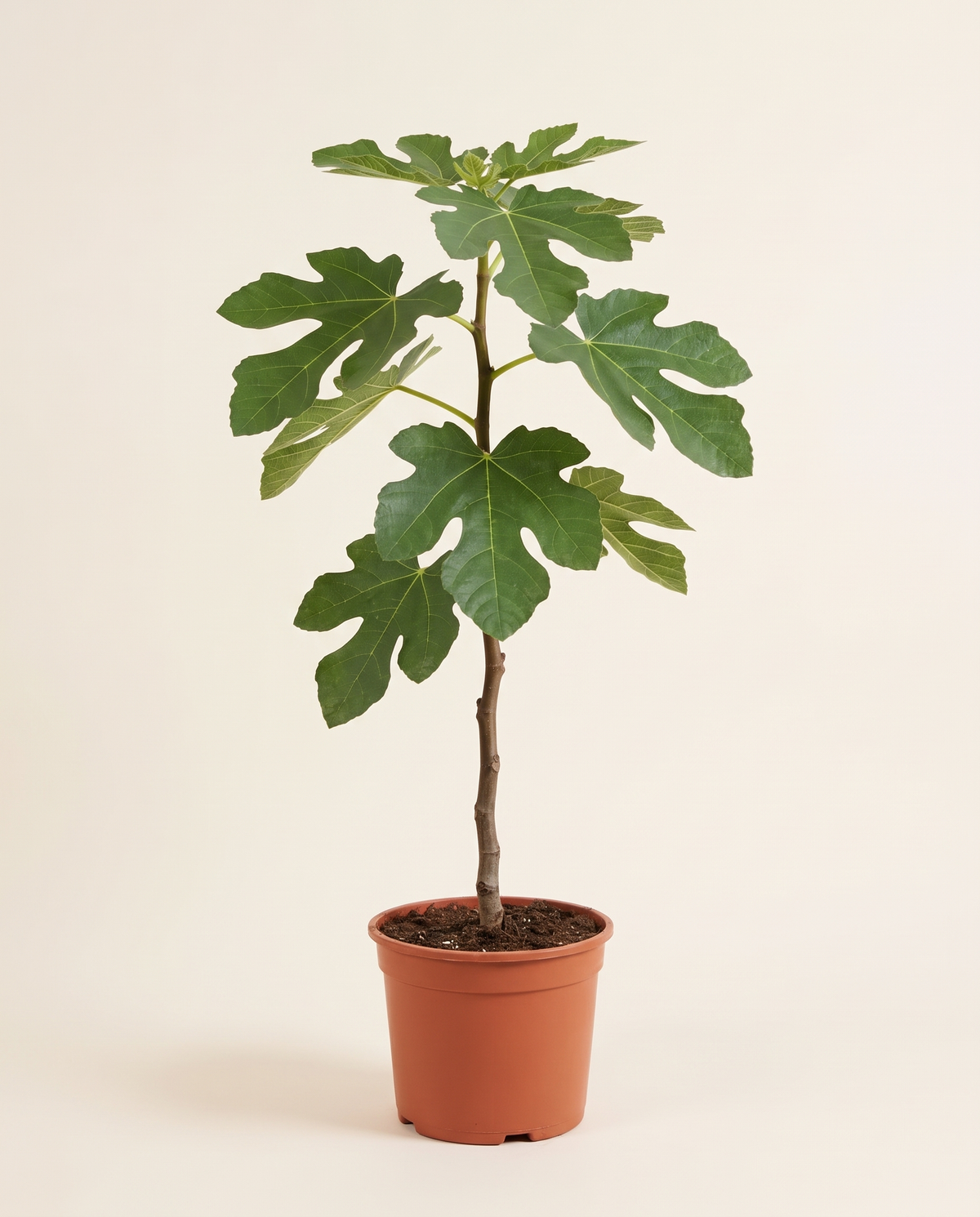 Fig 'Asali' (Honey) Tree تين عسلي