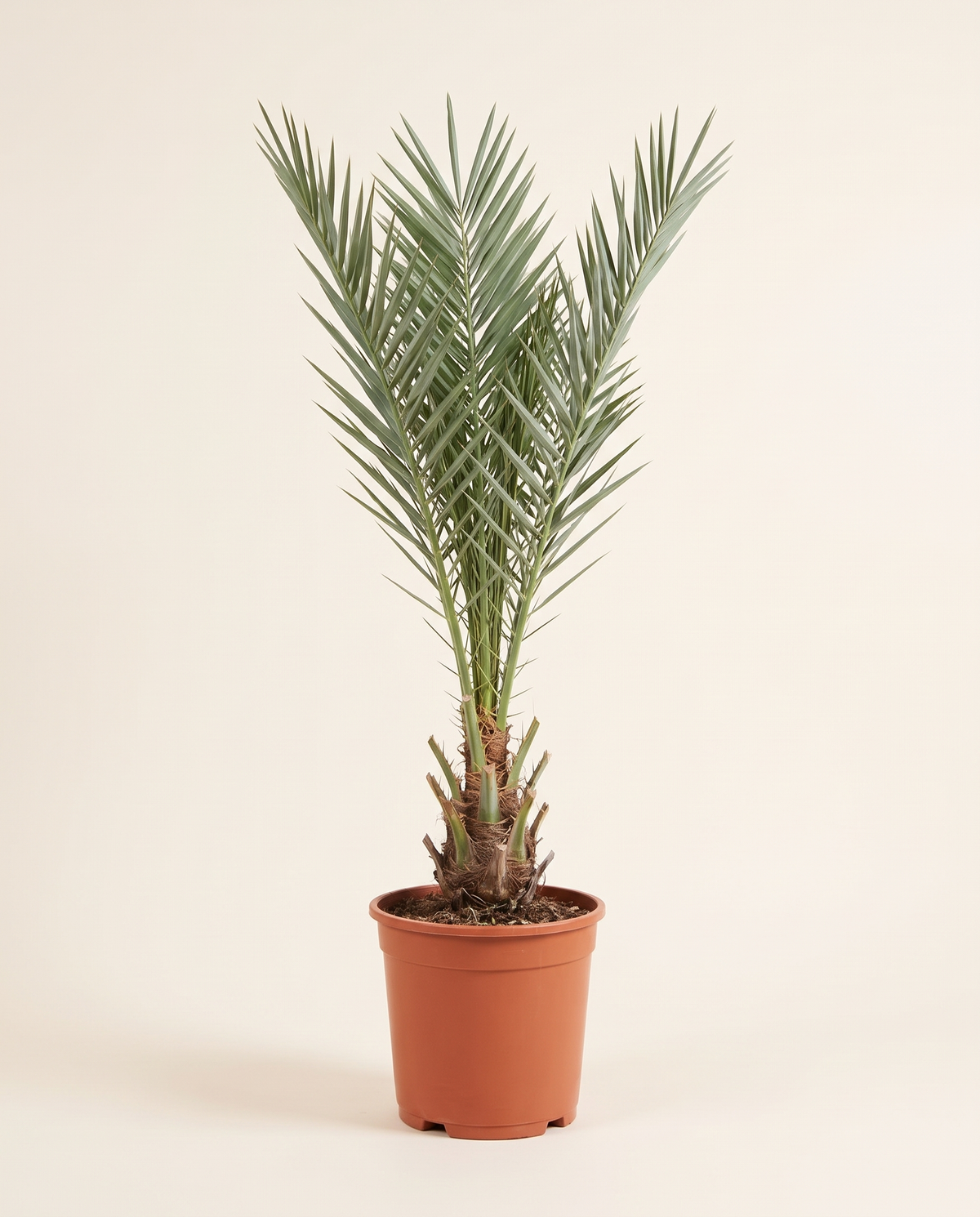 Wanana Date Palm Offshoot (From Mother Palm) ونانة – فرخ من الأم