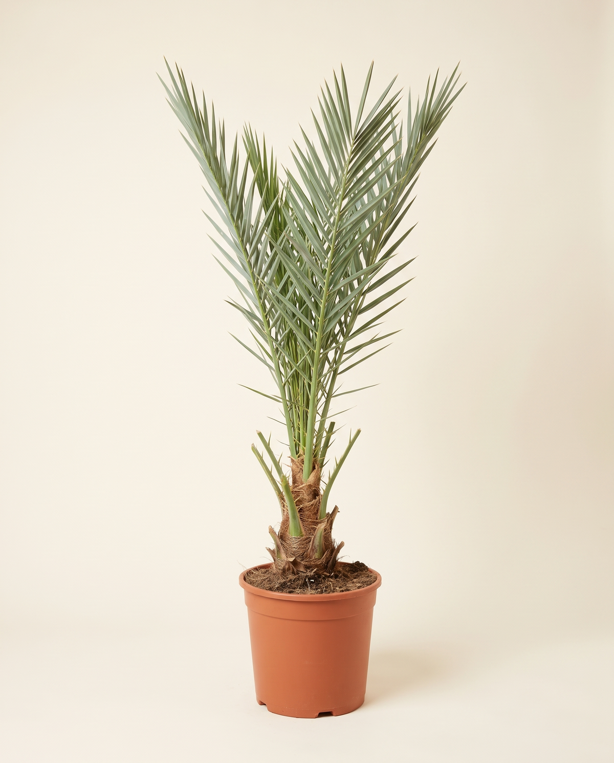 Ukht Al Qantar Date Palm Offshoot (Bagged) أخت القنطار – فروخ الأحواض