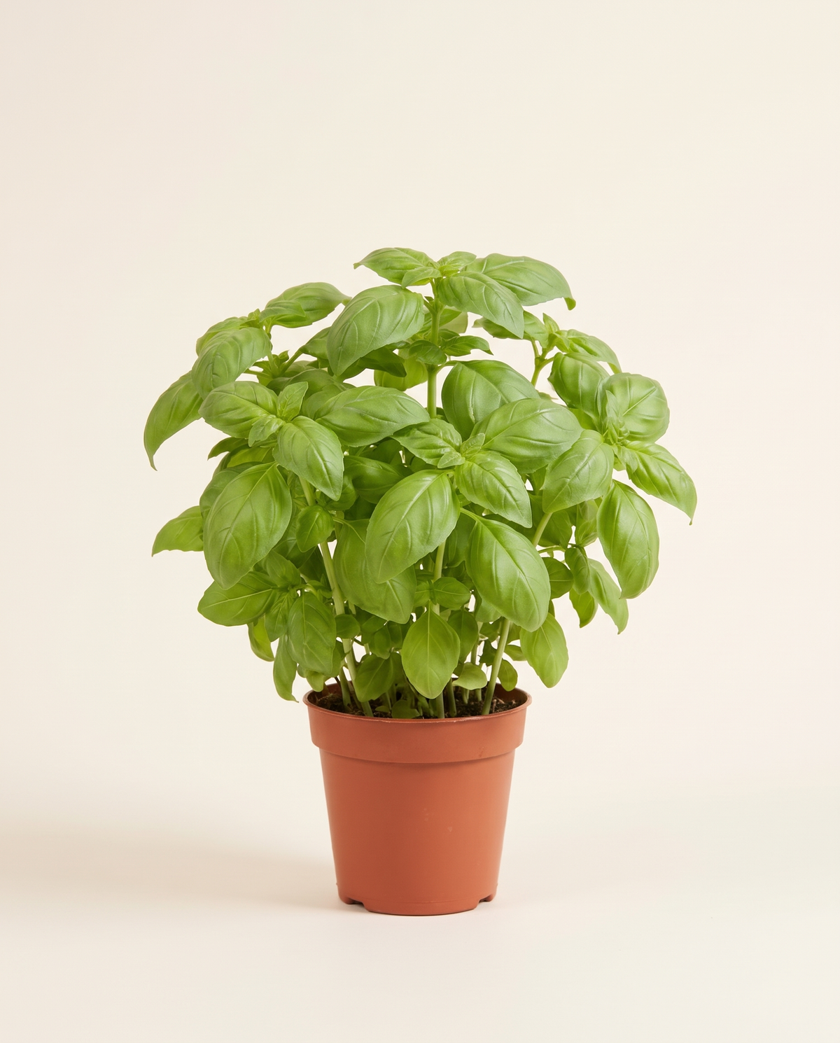 Lemon Basil (Ocimum x citriodorum) حبق ليمون