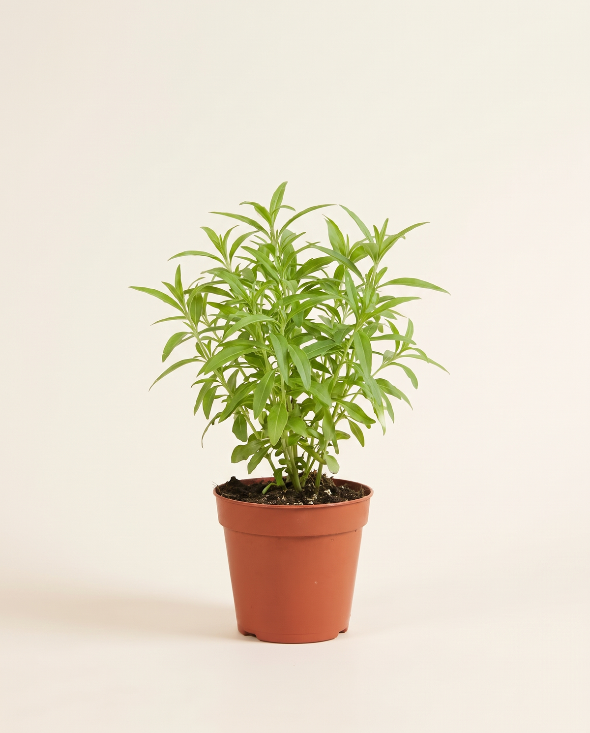 Habaq - Herbs حبق