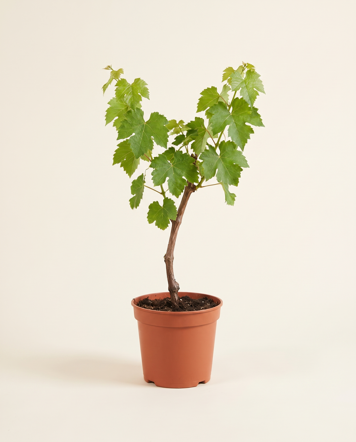 Grape 'Sultana' Vine عنب سلطاني