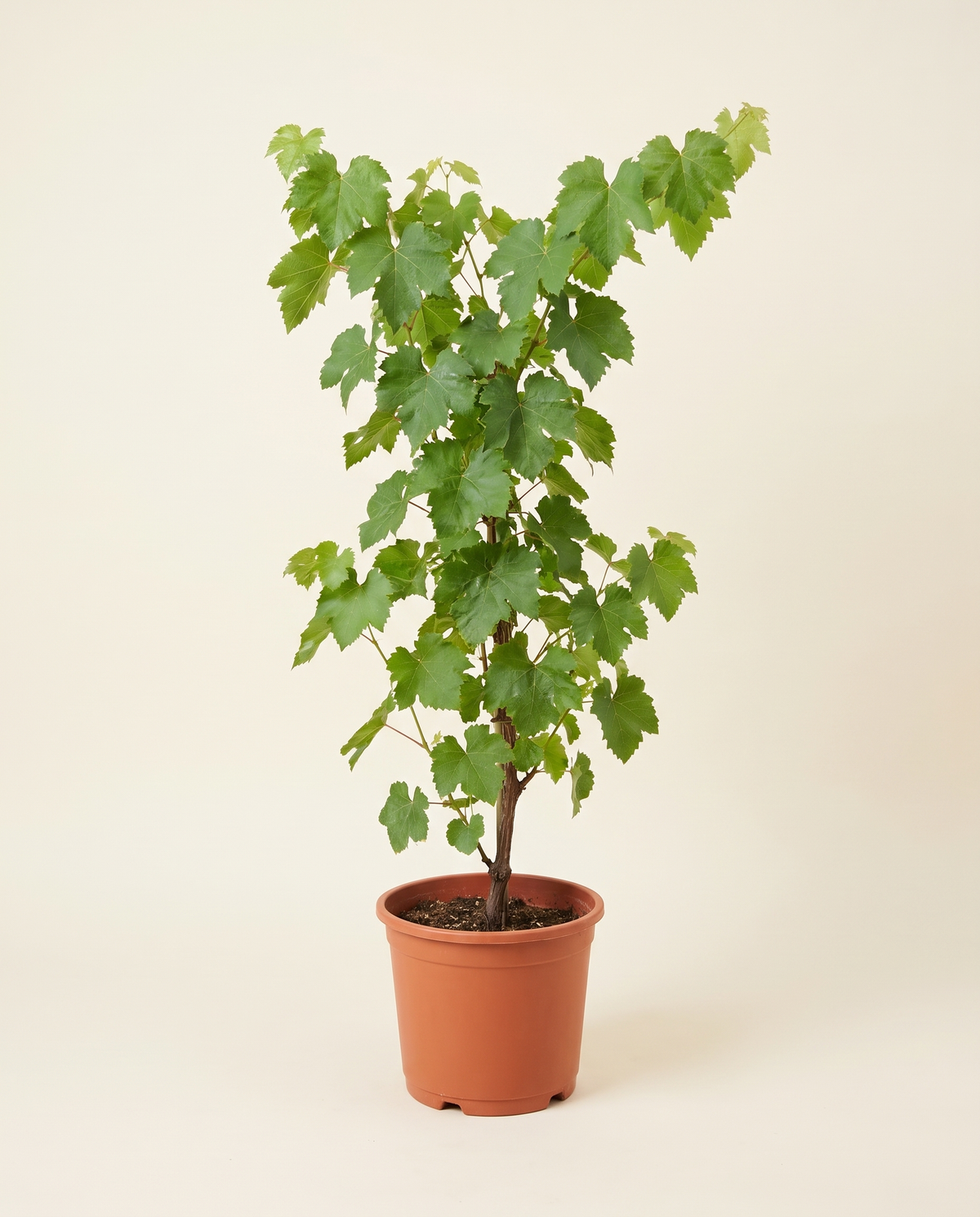 Flame Grapes Red 35cm عنب فليم